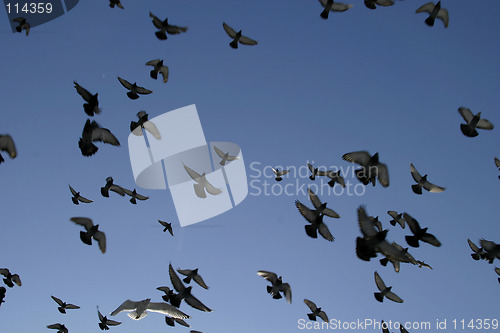 Image of Freedom