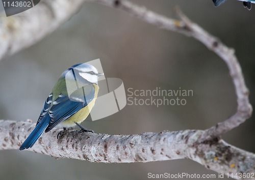 Image of blue tit