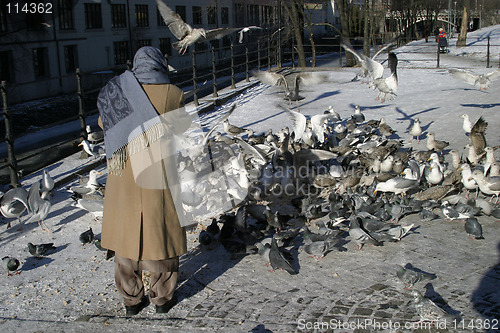 Image of Feeding Hungry Birds