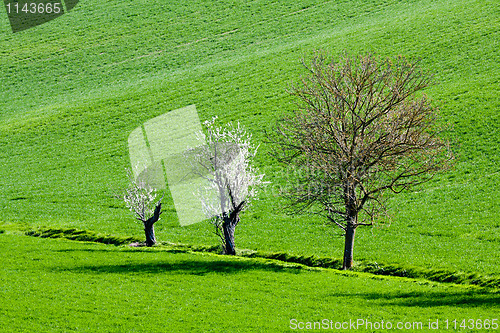 Image of Trees in the country