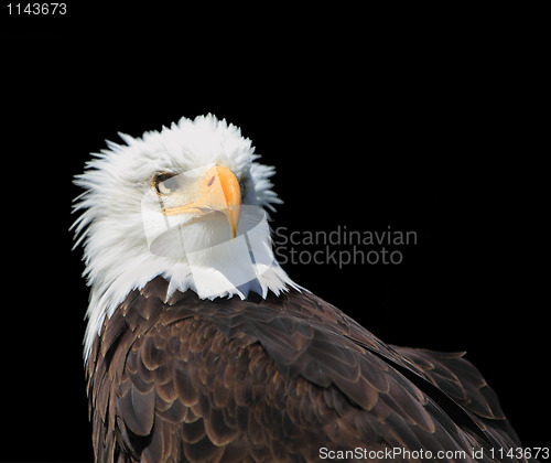 Image of Bald eagle