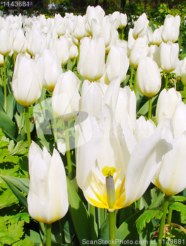 Image of White Tulip Field