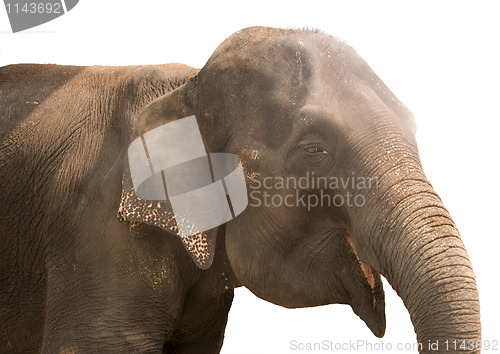 Image of smiling elephant