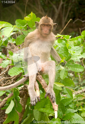 Image of macaque