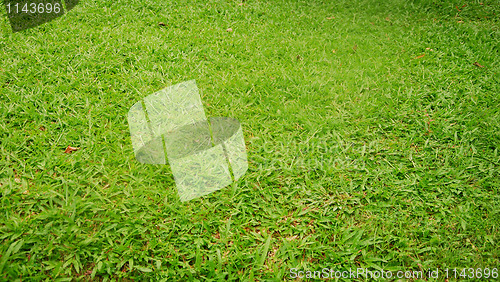 Image of green grass