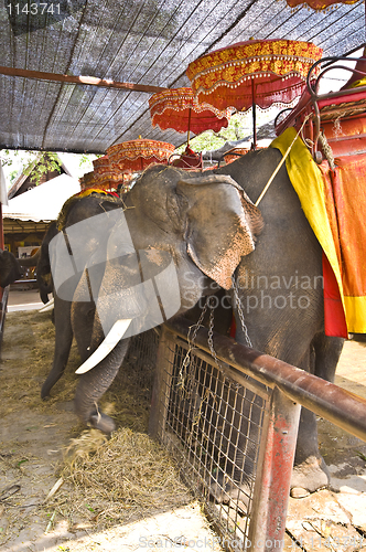 Image of Elephants