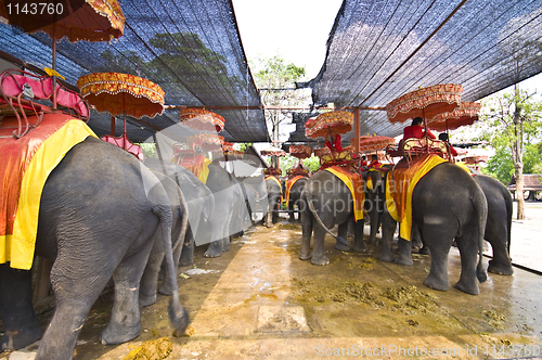 Image of Elephants