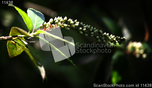 Image of White flower-2
