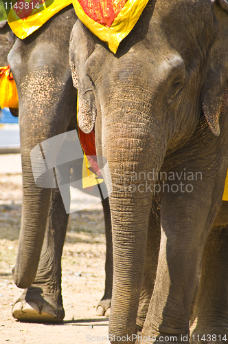 Image of Elephants