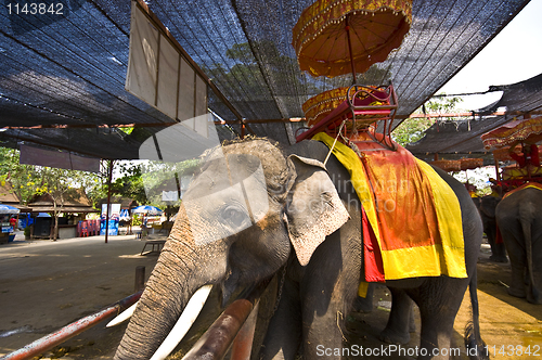 Image of Elephants
