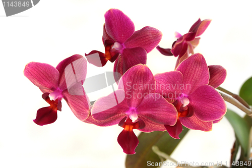 Image of Orchid