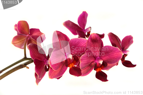Image of Orchid