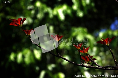 Image of Red flower