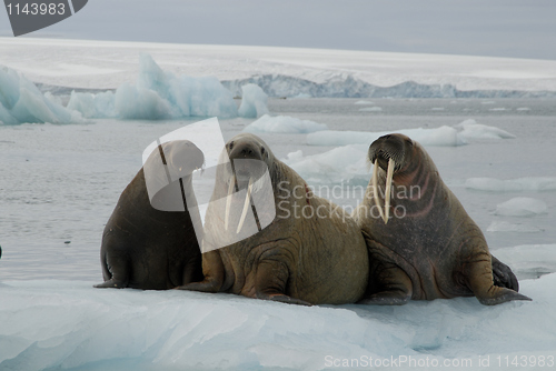 Image of Walrus