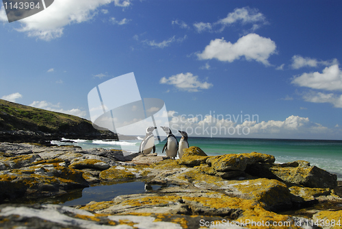 Image of Magelanic Penguins 