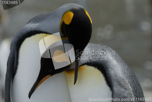 Image of King Penguins