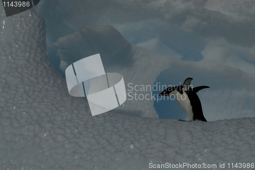 Image of Adelie Penguin