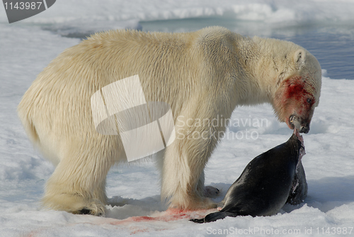 Image of Polar bear