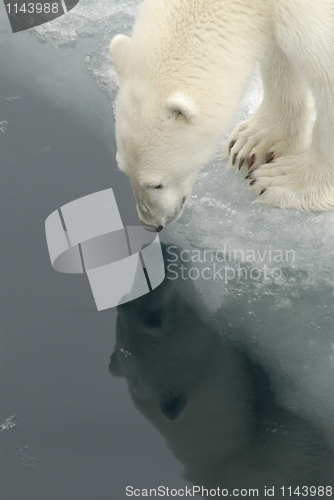 Image of Polar bear