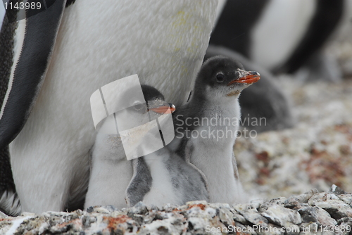 Image of Gentoo Penguins chiks