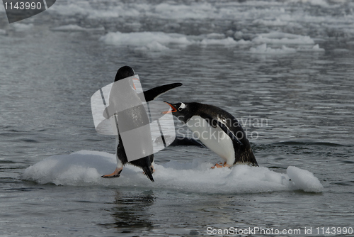 Image of Gentoo Penguins