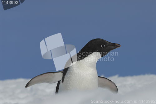 Image of Adelie Penguin