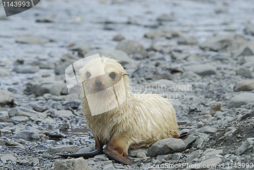 Image of Fur Seal