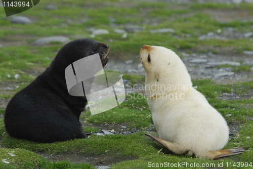 Image of Fur seal