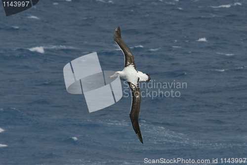 Image of Albatros