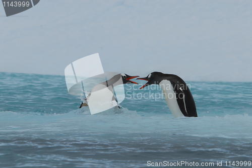 Image of Gentoo Penguis