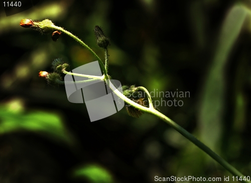 Image of flower