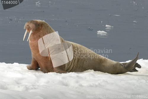 Image of Walrus