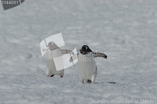 Image of Gentoo Penguins