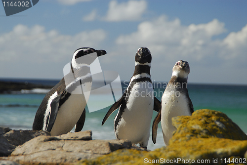 Image of Magelanic Penguins