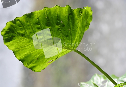 Image of green leaf