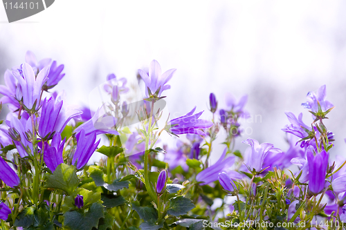 Image of Bellflowers