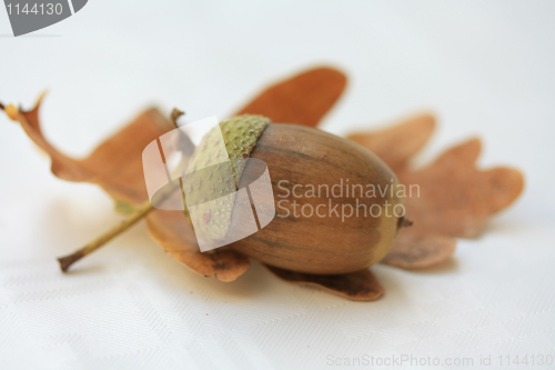 Image of Acorn on leaf
