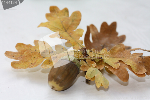 Image of Acorn on leaves