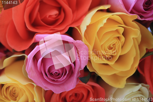 Image of Multi colored roses