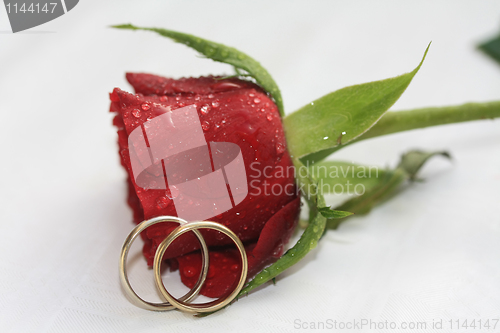 Image of Wedding bands and a red rose