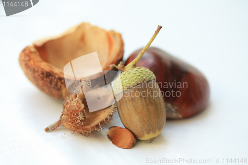 Image of Autumn still life