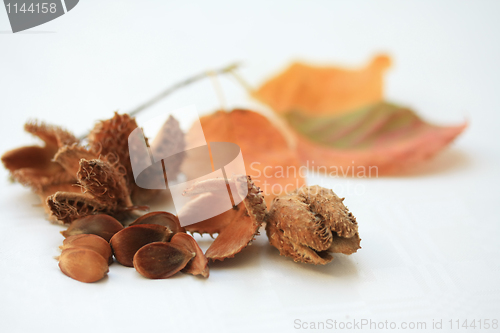 Image of Autumn still life