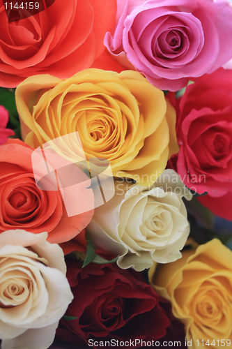 Image of Different colors of roses