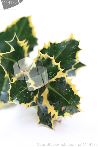 Image of Holly