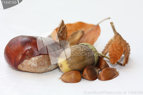 Image of Autumn still life