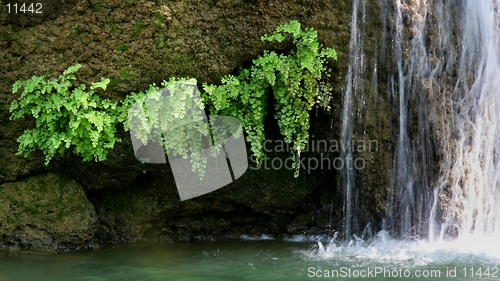 Image of green leaves with waterfall