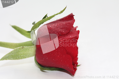 Image of Waterdrops on a red rose