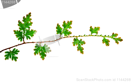 Image of Branch of young green leaves