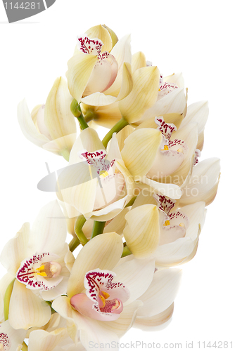 Image of Orchid flower