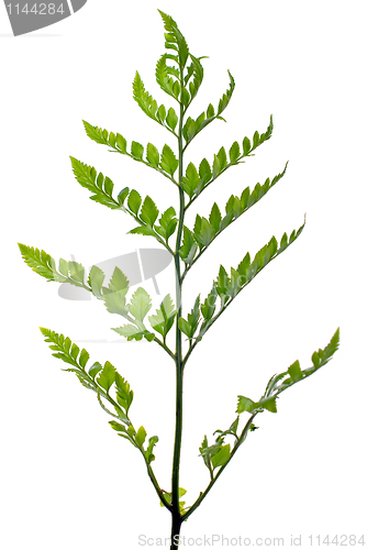 Image of Fern leaf 